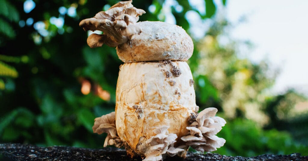 biodegradable urn made from mushroom mycelium assists ecological burial ritual