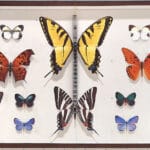 mantra brings his signature lifelike butterflies to miami’s largest rooftop mural