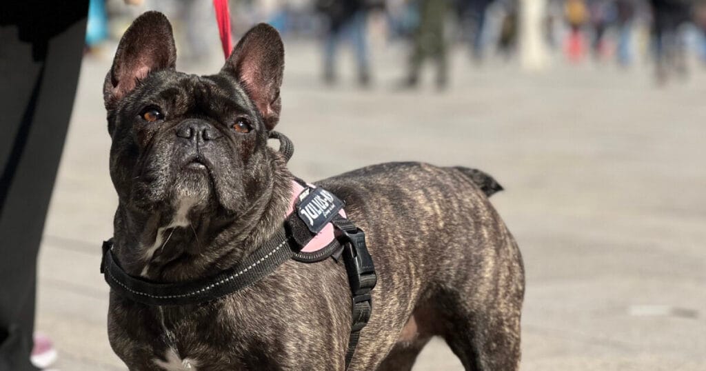 italian museums offer visitors dog-sitting services