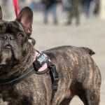 italian museums offer visitors dog-sitting services