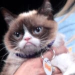 Blast from the Past: Grumpy Cat: From Viral Fame to Cultural Icon